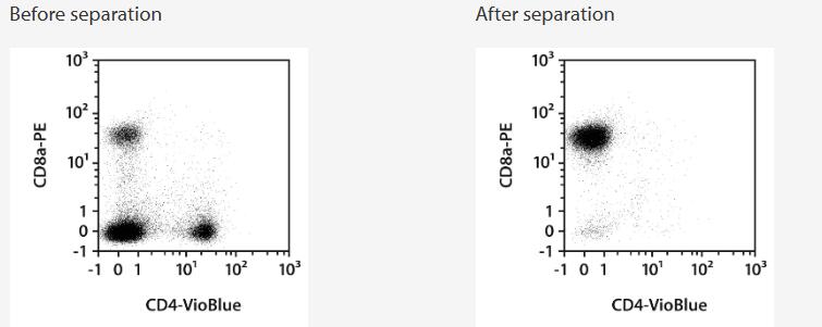 Separation of a spleen sample using the StraightFrom Spleen CD8a MicroBead Kit, mouse and the autoMACS NEO Separator. Cells were fluorescently stained with REAfinity Antibodies CD4 VioBlue and CD8a-PE and analyzed by flow cytometry using the MACSQuant Analyzer. Cell debris and dead cells were excluded from the analysis based on scatter signals and 7-AAD fluorescence.